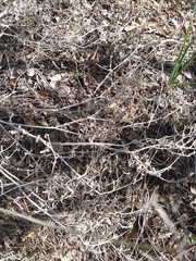 Mentzelia oligosperma