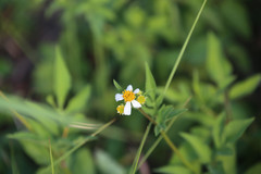 Bidens alba