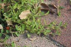 Oldenlandia corymbosa