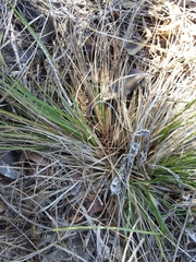 Carex planostachys