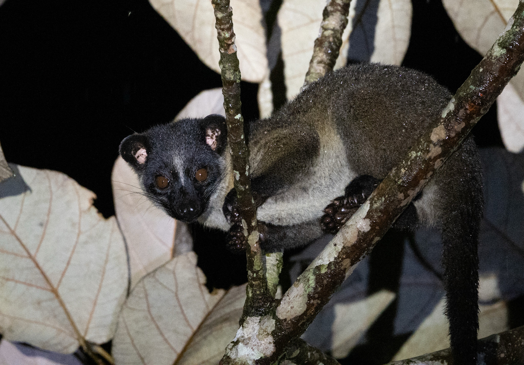 Palm Civets and Binturongs