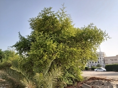 Ziziphus mauritiana