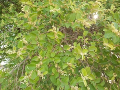 Ziziphus mauritiana