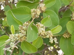 Ziziphus mauritiana