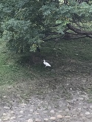 Bubulcus ibis