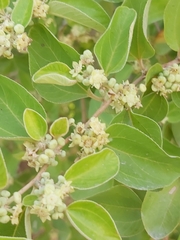 Ziziphus mauritiana