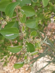 Ziziphus mauritiana
