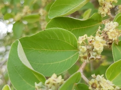 Ziziphus mauritiana