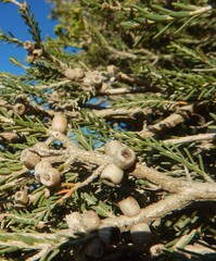 Melaleuca brevifolia