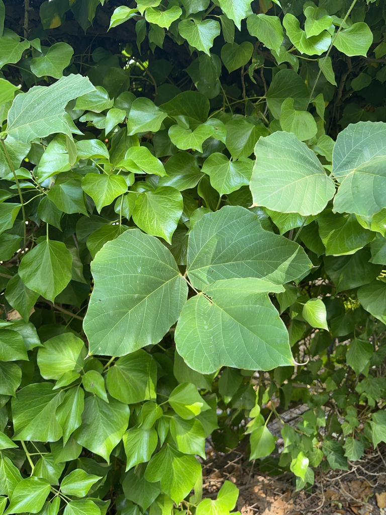 Kudzu