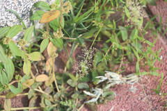 Eragrostis amabilis