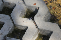 Diplacodes trivialis