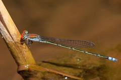 Pseudagrion acaciae