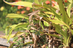Tramea transmarina euryale