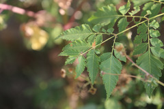 Koelreuteria elegans