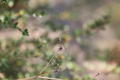 Diplacodes trivialis