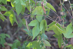 Passiflora suberosa