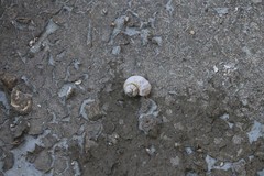 Pomacea canaliculata