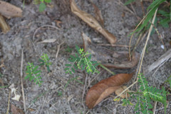 Phyllanthus urinaria