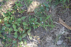 Torenia crustacea