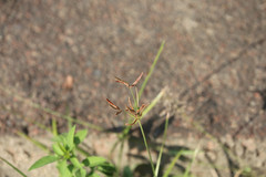 Cyperus rotundus