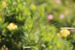 Digitaria sanguinalis