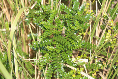 Zanthoxylum beecheyanum