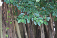 Ficus microcarpa