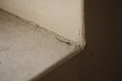 Ischnura senegalensis