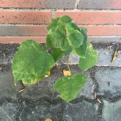 Broussonetia papyrifera