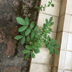 Spathodea campanulata