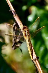 Crocothemis