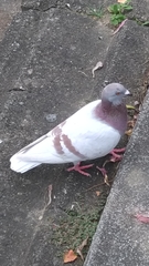 Columba livia domestica