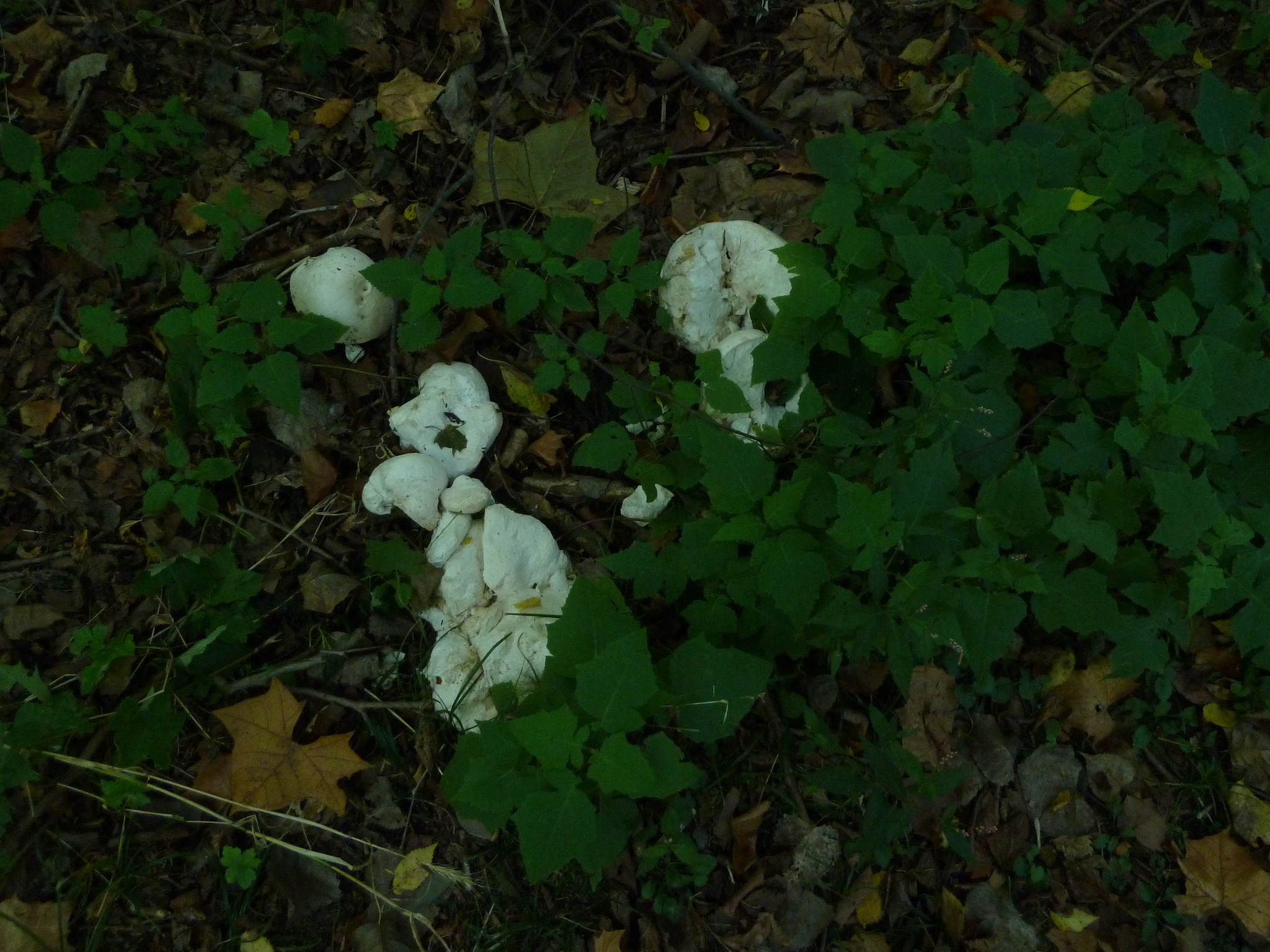 Calvatia gigantea image