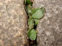 Plantago major