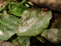 Podosphaera plantaginis