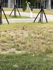 Acridotheres tristis