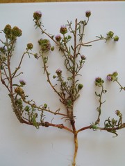 Phyllopodium cephalophorum