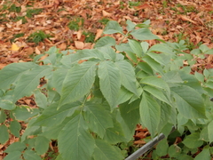 Sambucus nigra