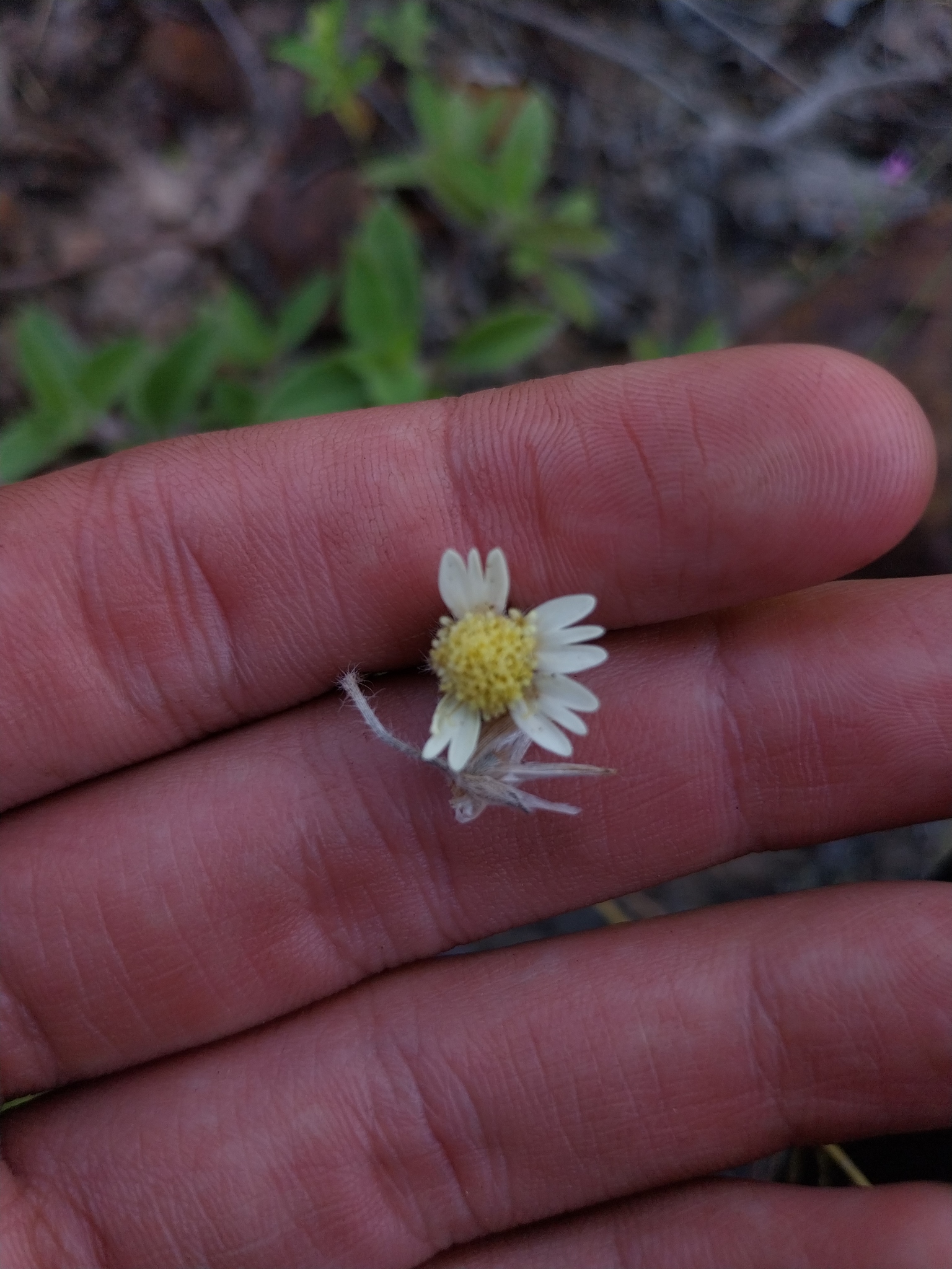 Tridax procumbens