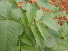 Sambucus nigra