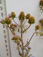 Phyllopodium cephalophorum