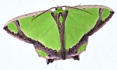 Agathia laetata