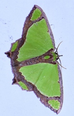 Agathia laetata