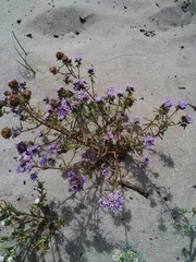 Phyllopodium cephalophorum