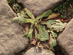 Plantago major