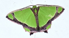 Agathia laetata