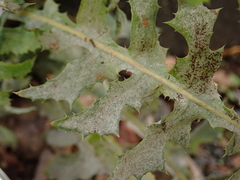Golovinomyces sonchicola