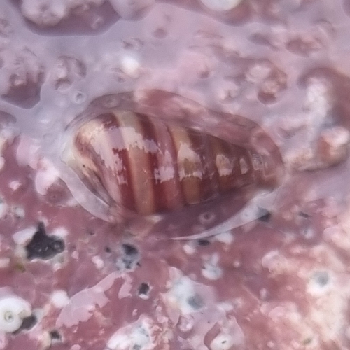 Cingula trifasciata