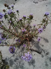 Phyllopodium cephalophorum
